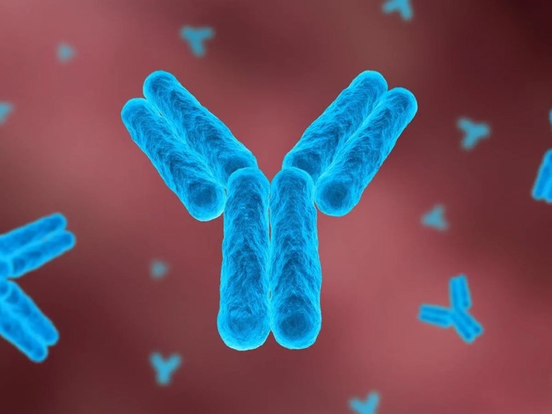 What is Antibody Dependent Enhancement? A Simple Explanation.